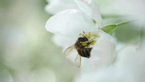 Close up of one honey bee flying around the Apple tree flowers Stock Footage 130592535