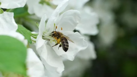 Close up of one honey bee flying around the Apple tree flowers Stock Footage 130592717