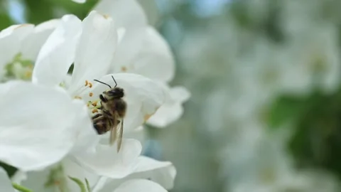 Close up of one honey bee flying around the Apple tree flowers Stock Footage 130592818