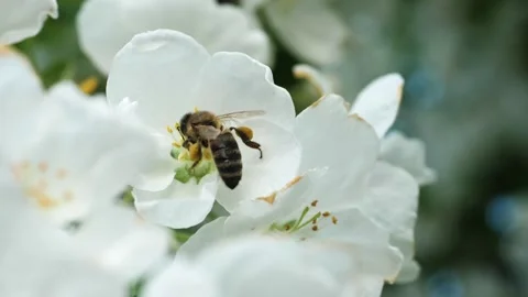 Close up of one honey bee flying around the Apple tree flowers Stock Footage 130593409