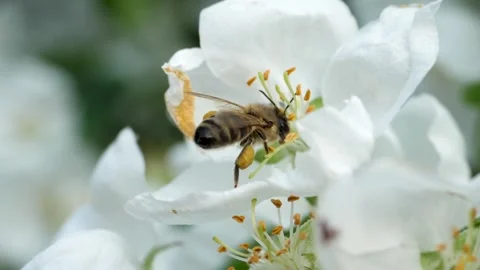 Close up of one honey bee flying around the Apple tree flowers Stock Footage 130593735