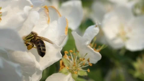 Close up of one honey bee flying around the Apple tree flowers Stock Footage 130593922