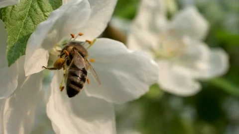 Close up of one honey bee flying around the Apple tree flowers Stock Footage 130594062