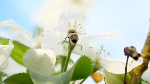 Close up of one honey bee flying around the Apple tree flowers Stock Footage 130594313