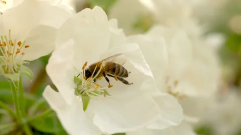 Close up of one honey bee flying around the Apple tree flowers Stock Footage 130594440