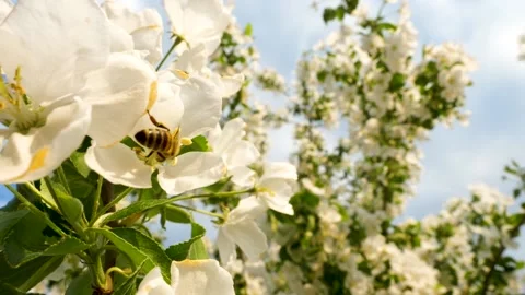 Close up of one honey bee flying around the Apple tree flowers Stock Footage 130594876