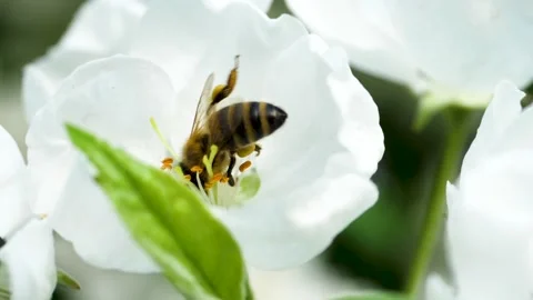 Close up of one honey bee flying around the Apple tree flowers Stock Footage 130594975