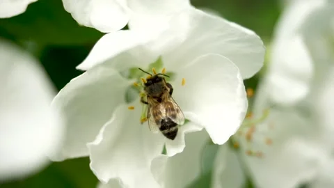 Close up of one honey bee flying around the Apple tree flowers Stock Footage 130595063