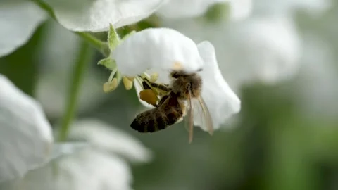 Close up of one honey bee flying around the Apple tree flowers Stock Footage 130595114