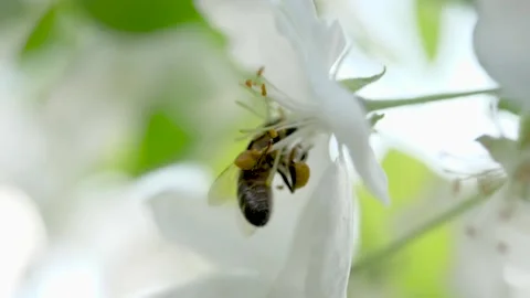 Close up of one honey bee flying around the Apple tree flowers Stock Footage 130595184