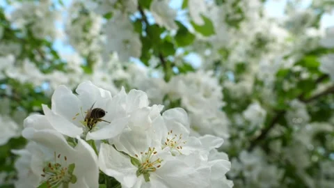 Close up of one honey bee flying around the Apple tree flowers Stock Footage 130595286