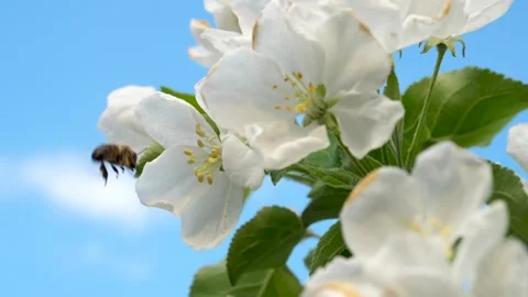 Close up of one honey bee flying around the Apple tree flowers Stock Footage 130595324