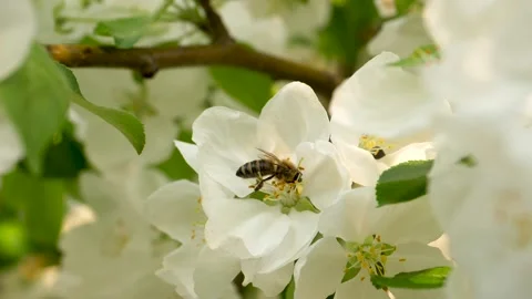 Close up of one honey bee flying around the Apple tree flowers Stock Footage 130595435