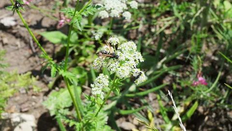 Close up of one honey bee flying around honeysuckle flowers Stock Footage 130890369
