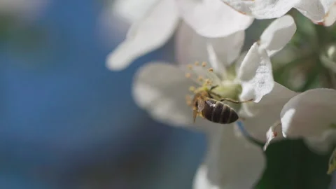 Close up of one honey bee flying around the apple tree flowers Stock Footage 132062922