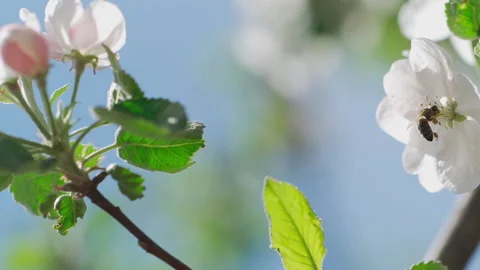 Close up of one honey bee flying around the apple tree flowers Stock Footage 132063004