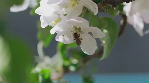 Close up of one honey bee flying around the apple tree flowers 스톡 동영상 132063193