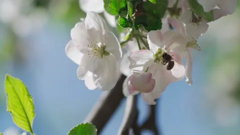 Close up of one honey bee flying around the apple tree flowers Stockbeeldmateriaal 132063235