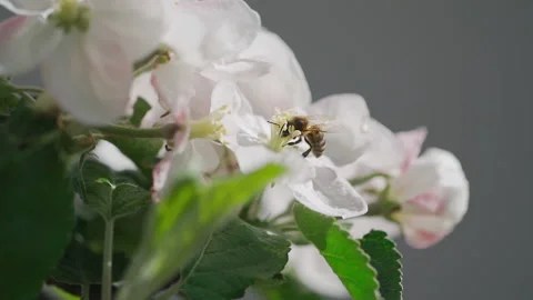 Close up of one honey bee flying around the apple tree flowers  Vídeo Stock 132063344