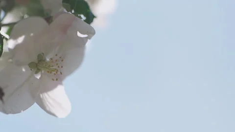 Close up of one honey bee flying around the apple tree flowers Stockbeeldmateriaal 132063725