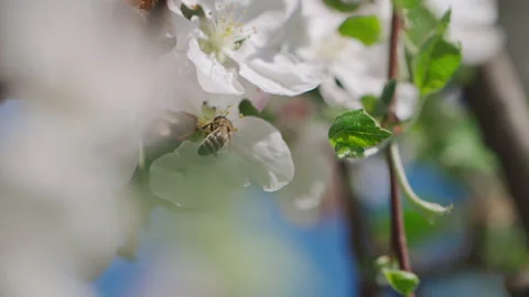 Close up of one honey bee flying around the apple tree flowers  Stock Footage 132063726