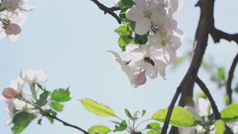 Close up of one honey bee flying around the apple tree flowers  Stock Footage 132064258