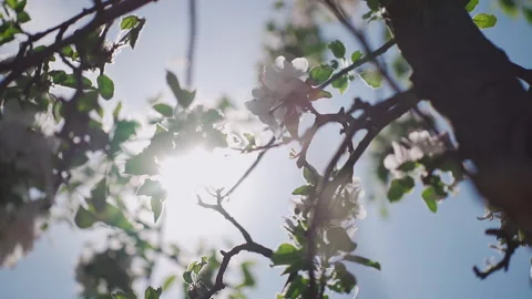 Close up of one honey bee flying around the apple tree flowers Vídeos de archivo 132064277