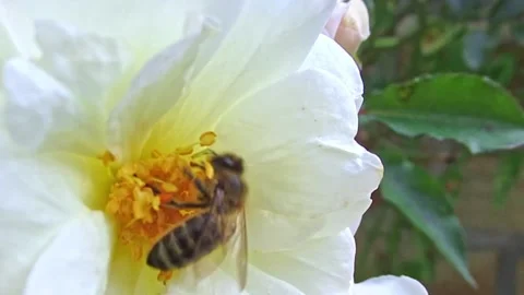 Close up of one honey bee flying around honeysuckle flowers bee collecting ne Video stock 139795986
