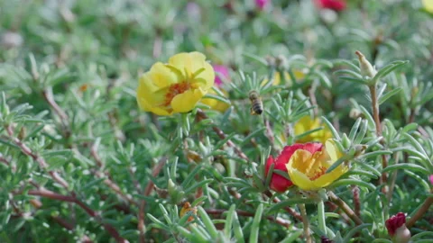 Close up of one honey bee flying around honeysuckle flowers Stock Footage 158367133