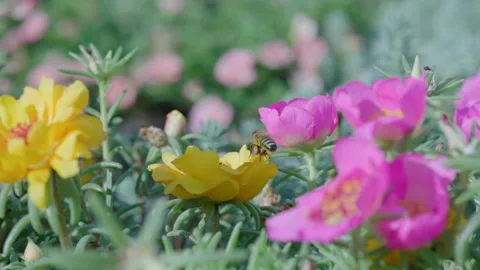 Close up of one honey bee flying around honeysuckle flowers Stock Footage 158369950
