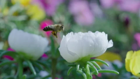 Close up of one honey bee flying around honeysuckle flowers Видео 158370642