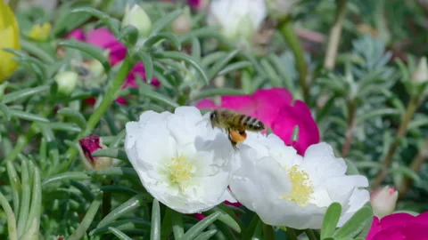 Close up of one honey bee flying around honeysuckle flowers Stock-Footage 158370738