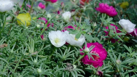 Close up of one honey bee flying around honeysuckle flowers Vidéo 158373585