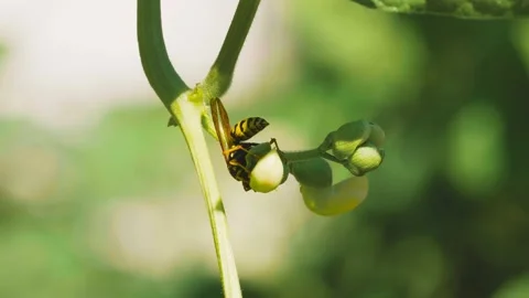 Close up of one honey bee flying around flowers, collecting nectar and pollen Stock Footage 159905764