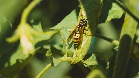 Close up of one honey bee flying around flowers, collecting nectar and pollen Stock Footage 159906443