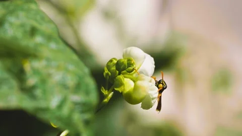 Close up of one honey bee flying around flowers, collecting nectar and pollen Stock Footage 159906916