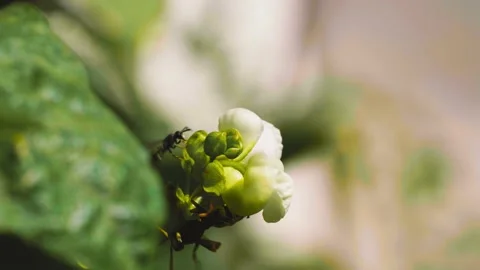 Close up of one honey bee flying around flowers, collecting nectar and pollen Stock Footage 159907050