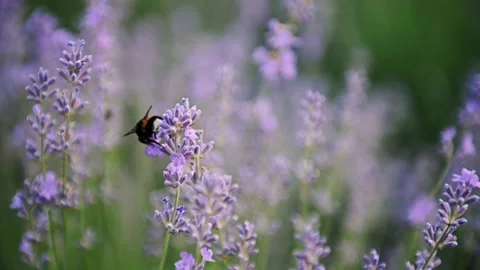 Close up of one honey bee flying around lavander flowers bee collecting nectar Video stock 178044620