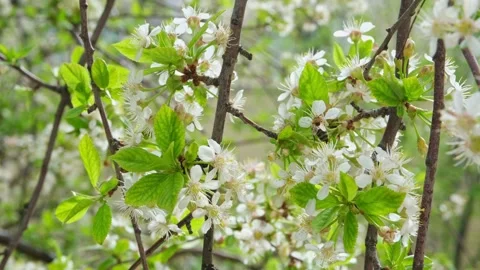 Close up of one honey bee flying around honeysuckle flowers bee collecting Stock Footage 241504091