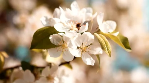 Close up of one honey bee flying around 4K Slow motion Stock Footage 253790298