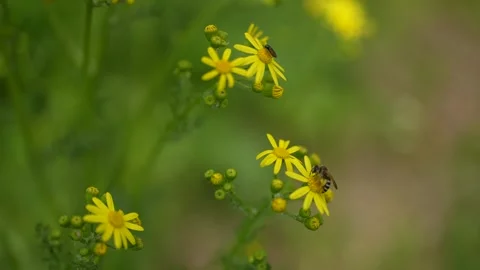 Close up of one honey bee flying around honeysuckle flowers bee collecting Stock Footage 264954087