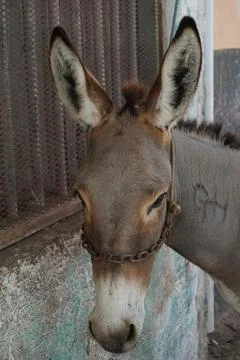 Close up of one of Lamu's donkeys Stock Photos