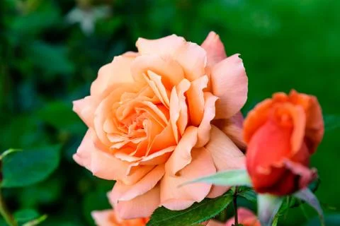 Close up of one large and delicate vivid orange rose in full bloom in a garden Stock Photos