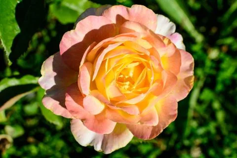 Close up of one large and delicate light yellow and pink rose in full bloom Stock Photos
