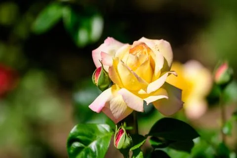Close up of one large and delicate vivid yellow rose in full bloom in a garden Stock Photos