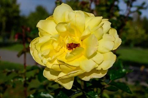 Close up of one large and delicate vivid yellow rose in full bloom in a summer Stock Photos