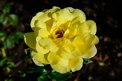 Close up of one large and delicate vivid yellow rose in full bloom in a summe Stock Photos