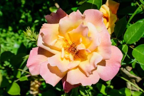 Close up of one large and delicate vivid yellow orange rose in full bloom in  Stock Photos