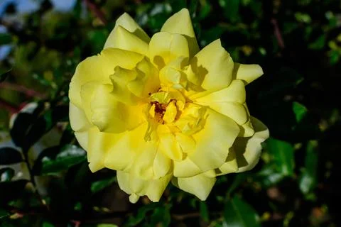 Close up of one large and delicate vivid yellow rose in full bloom in a summe Stock Photos