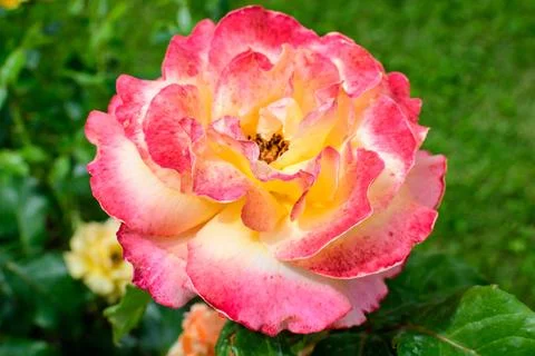 Close up of one large and delicate vivid yellow orange roses in full bloom .. Stock Photos